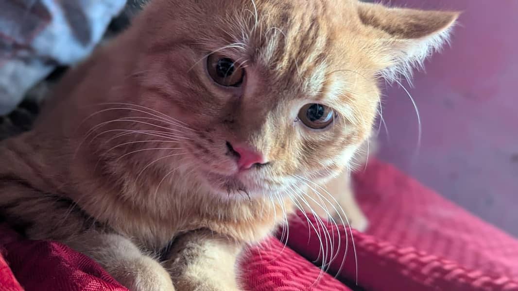 bread Persian 3