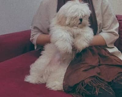 shitzu male for sale confirm stud video k Liya whatsapp py 03124344484