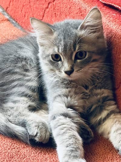 Percian male Kitten