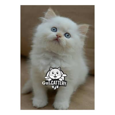 Persian British punch face piki face kitten cat available