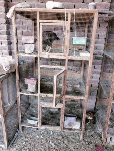 heera aseel. cages for sale