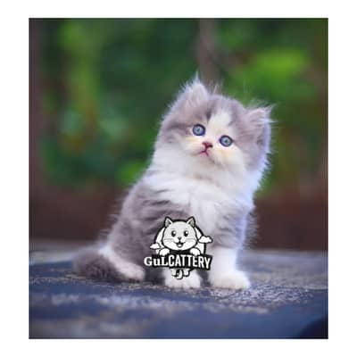 Persian British punch face piki face kitten cat available