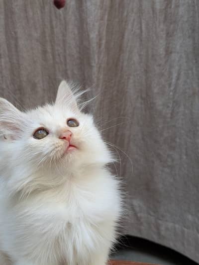 Adorable Persian Kittens – 2 Snow-White Blue-Eyed & 1 Light Brown