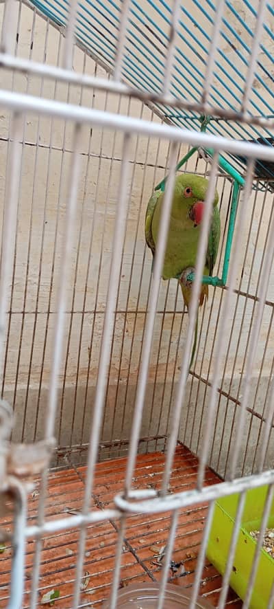 Green Female Parrot