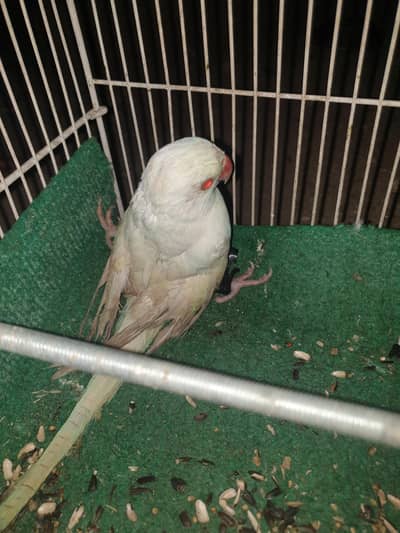 White parrot for he