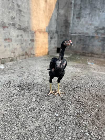 Thai birds for sale all price same