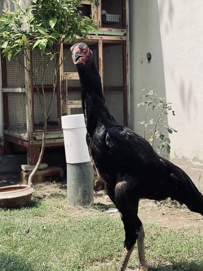 Egg laying top quality shamoo hens pair