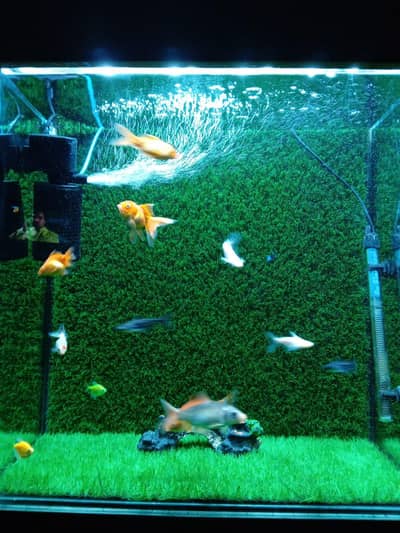Beautiful Fish Aquarium Complete Setup with Stand & Accessories
