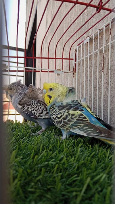 hogoromo breeder pair contact no. 03285533122