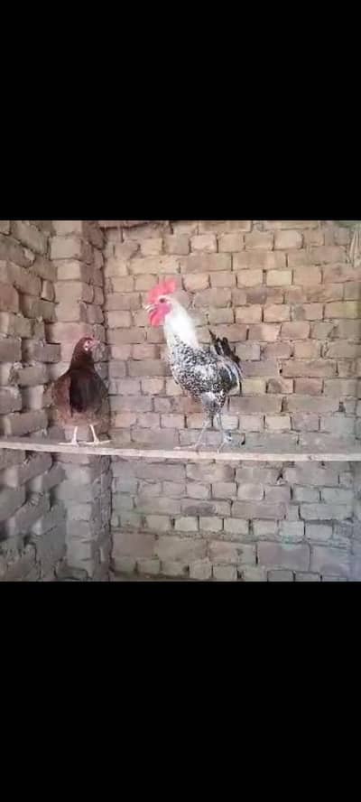 Golden Misri Hen pair for sale