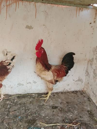 Murga Age 11to12 months