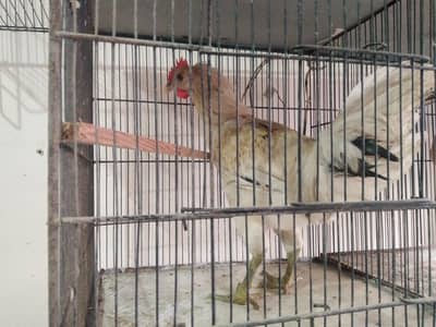 male patha for sale