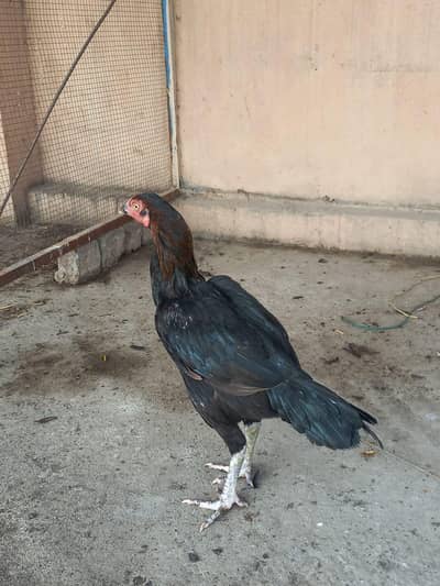 assel hen for sale