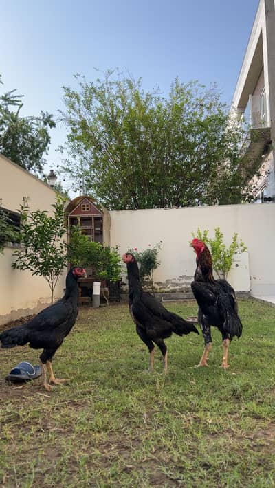 Egg laying top quality shamoo hens pair