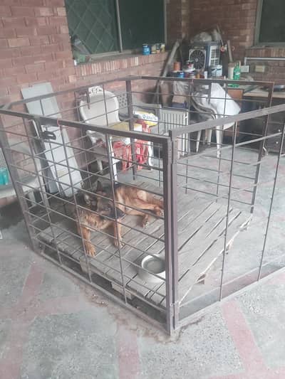 dog cage