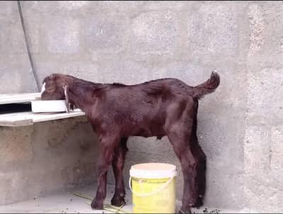 BAKRA FOR SALE. . .