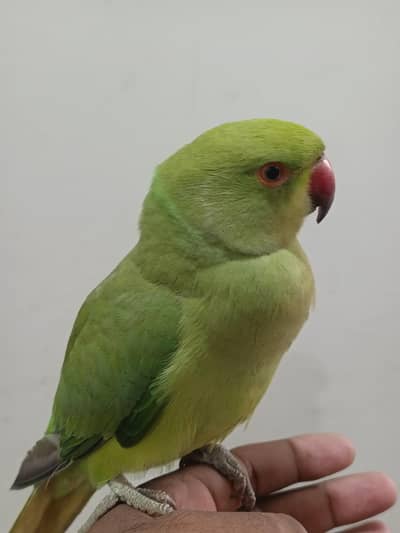 Green Ringneck Male Parrot Hand Tame Jambo Size