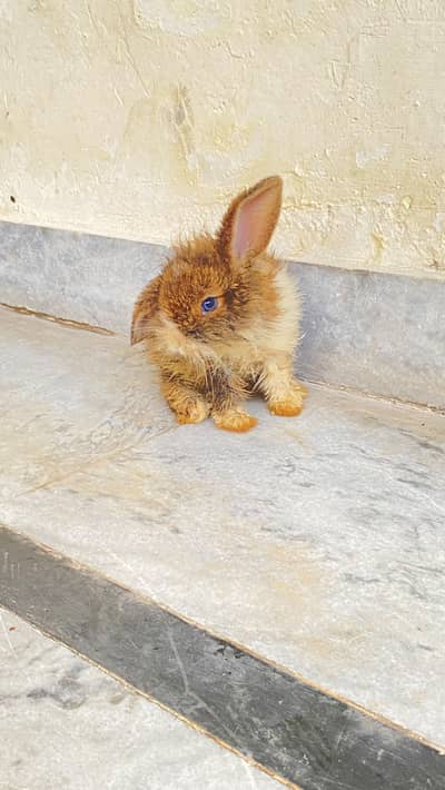 holand lop rabbits