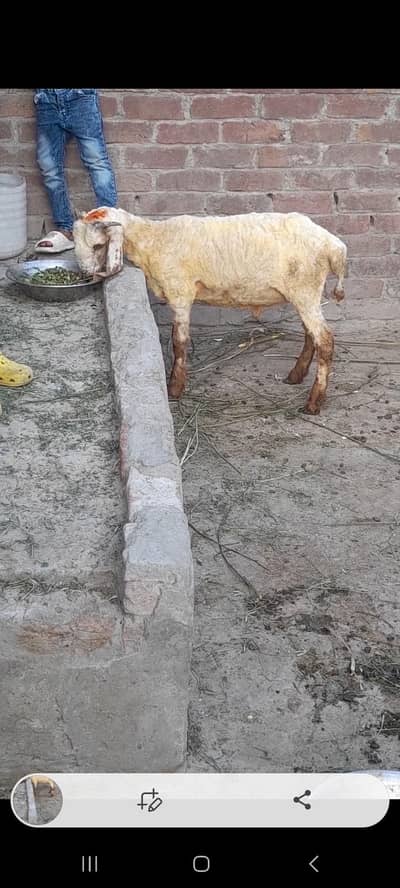 dasi chatra bacha 03098289032