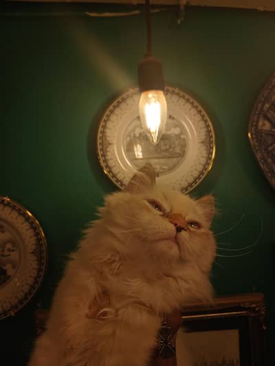 exotic grey white himaliyan Persian cat