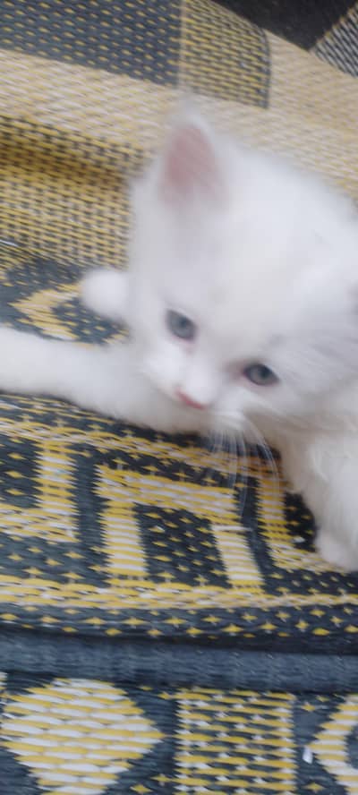 parchin cate