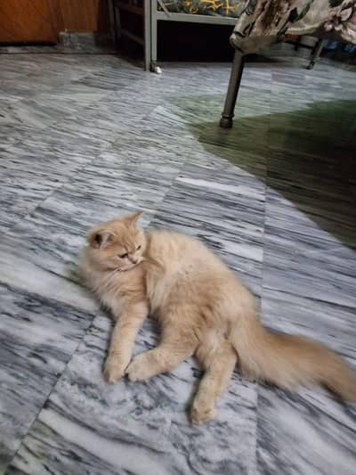 Persian cats pair