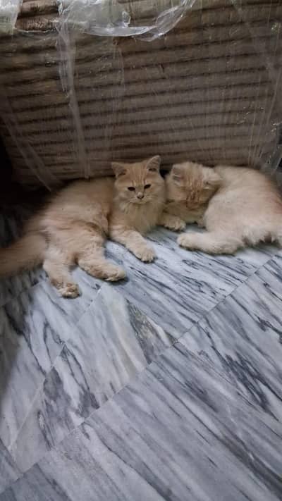 Persian cats pair