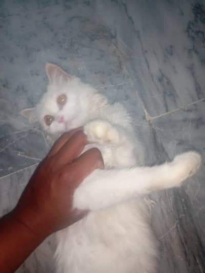 Persian kitten for sale