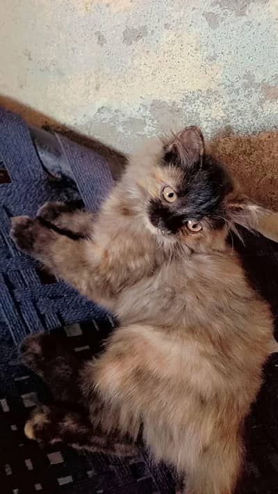 Persian cat triple coated