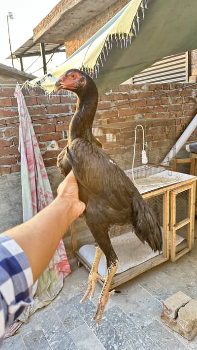 Black O shamo female and pakistani female for sale
