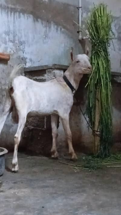 munda barbari khubsurat bakra