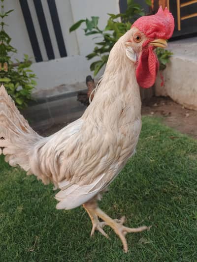 healthy desi murga for breeding gher ka plaa hova