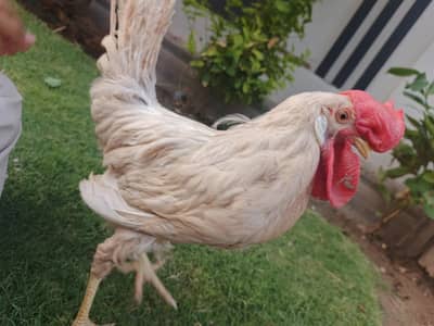 healthy desi,farmi  murga for breeding gher ka plaa hova