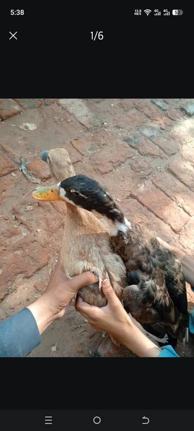 Duck Pair