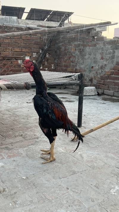 Lakha murgha for sale buhat khubsurat cheez ha