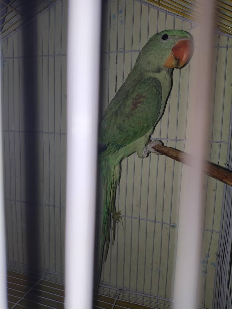 parrot 0