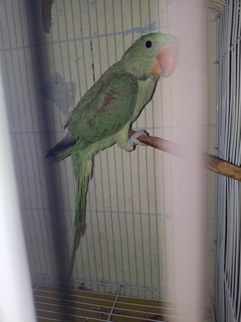 parrot 1