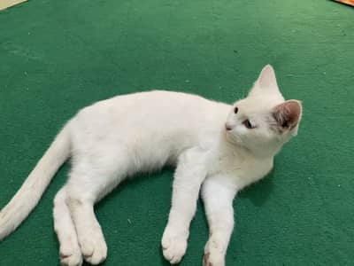 Odd Eye White Cat .