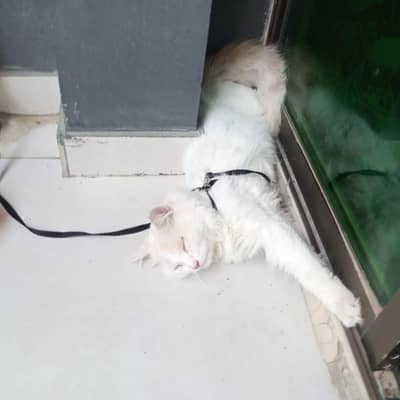 male cat for sell