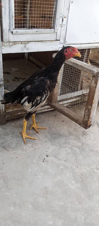 5 aseel  pthy pathe for sale age 5months