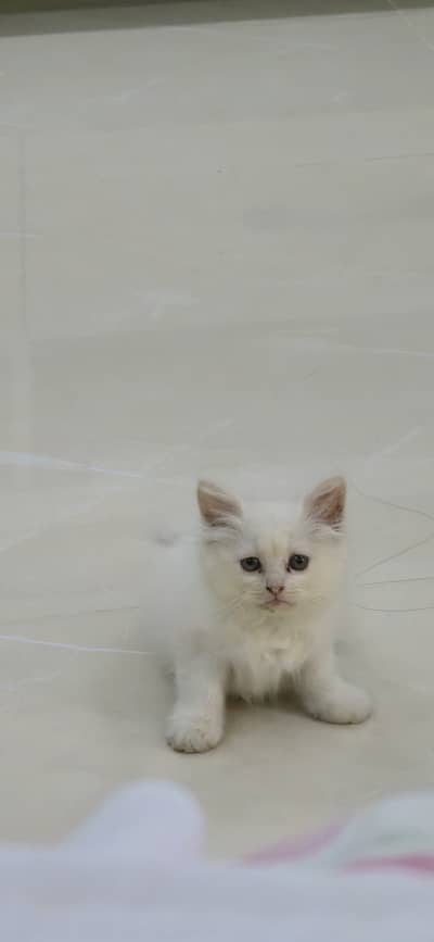 Persian cute cat vaccinated 2 months old