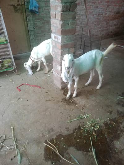 goat with babies
