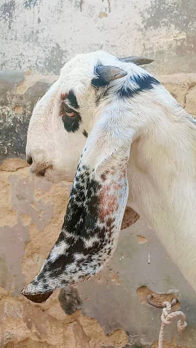 Beetle cross Bakri for sale