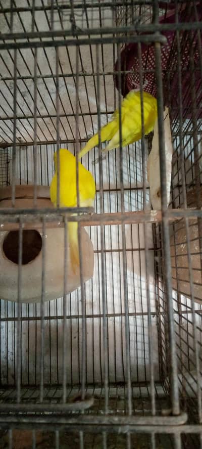 budgies lover