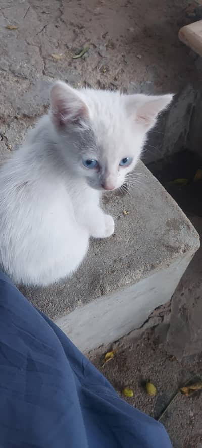 Persian cat for free