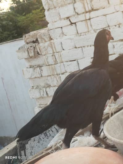 Pure Hens for Sale – Healthy & Active