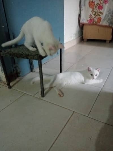 Age 6 months. . . male and female. . . same mother. . . home pet.