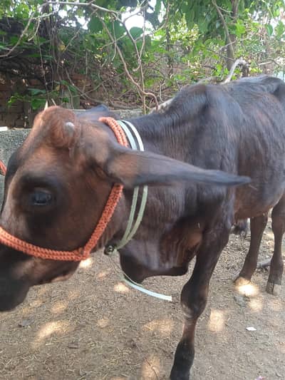sahiwal cow
