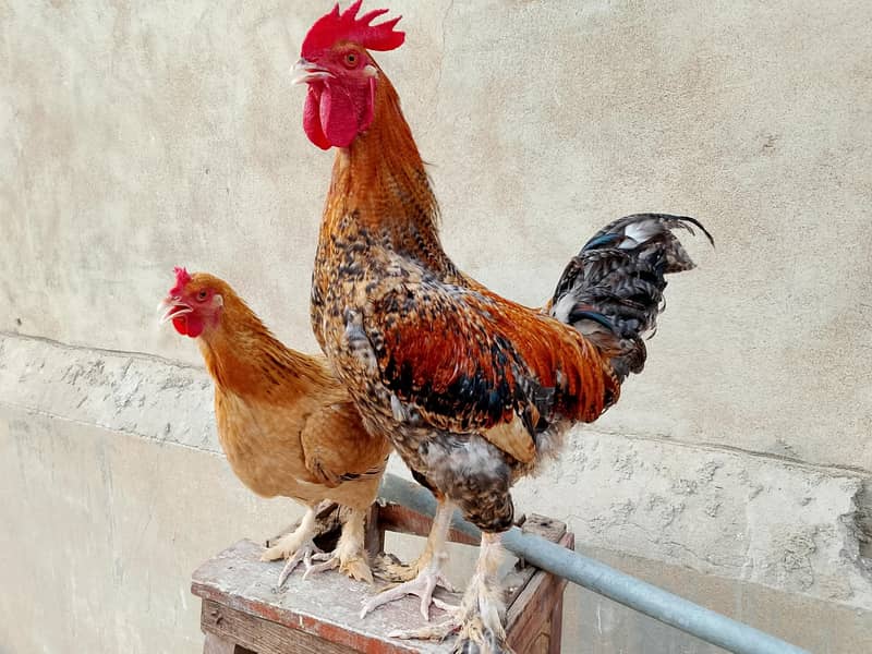 hens Available 0