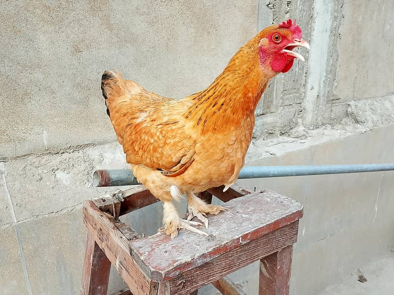 hens Available 1